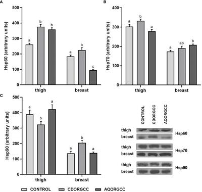 A phytobiotic extract, in an aqueous or in a cyclodextrin encapsulated form, added in diet affects meat oxidation, cellular responses and intestinal morphometry and microbiota of broilers